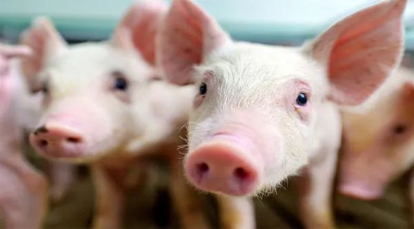 保'猪'战！猪价半年暴涨84%，发改委大动作，9月启动猪肉储备投放…