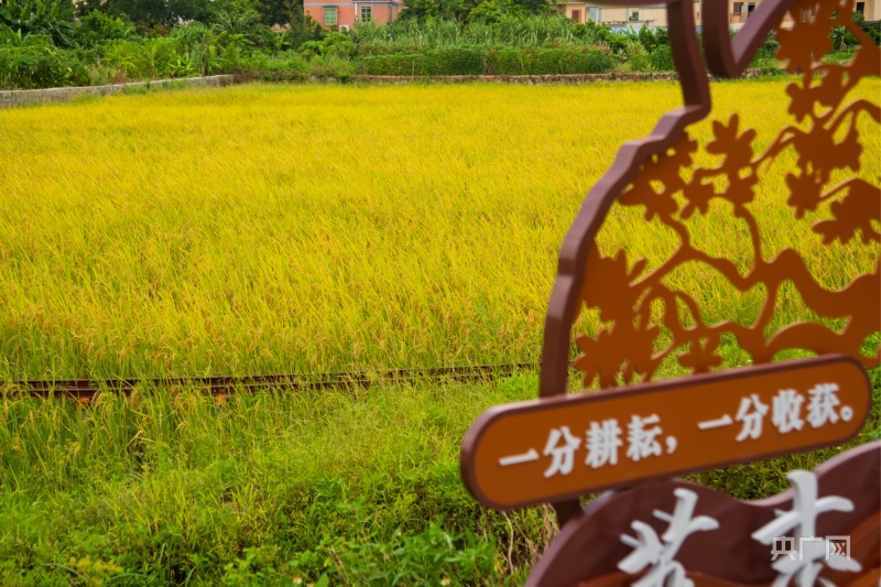 立秋迎丰收 广州“袁隆平稻田”秋稻飘香