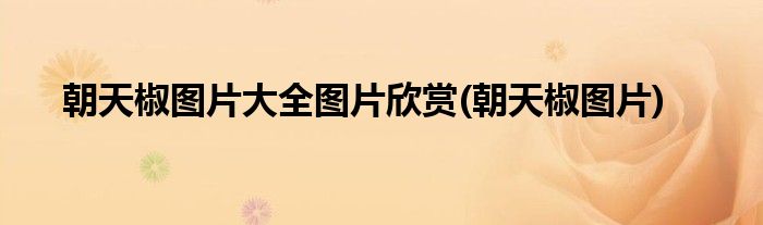 朝天椒图片大全图片欣赏(朝天椒图片)