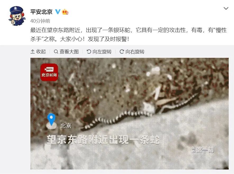 望京附近有蛇出没！如有发现请及时报警