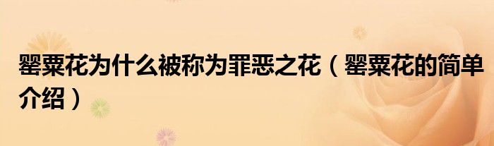 罂粟花为什么被称为罪恶之花（罂粟花的简单介绍）