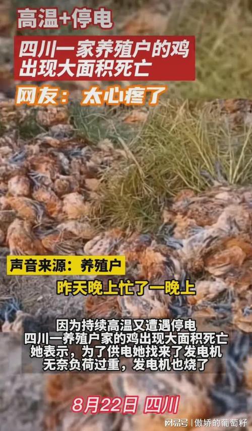 四川一养殖户的鸡大面积死亡，养殖户忍不住，痛哭流涕！