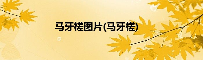 马牙槎图片(马牙槎)