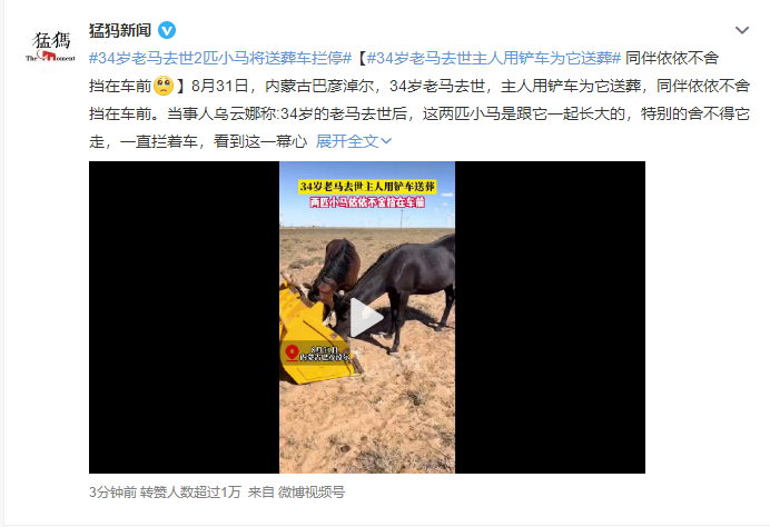 万物皆有灵性！34岁老马去世2匹小马将送葬车拦停