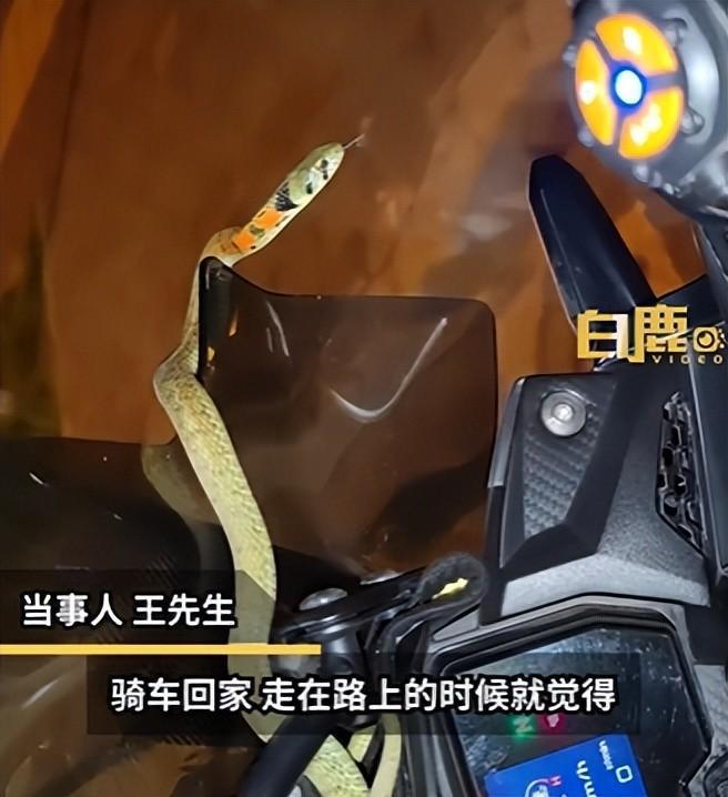 男子骑行40分钟发现车上有蛇：后脑勺都吓麻了！