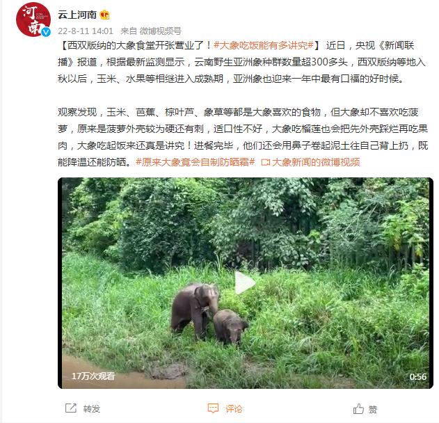 西双版纳的大象食堂开张营业了！大象吃饭能有多讲究