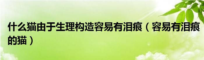 什么猫由于生理构造容易有泪痕（容易有泪痕的猫）