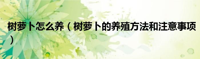 树萝卜怎么养（树萝卜的养殖方法和注意事项）