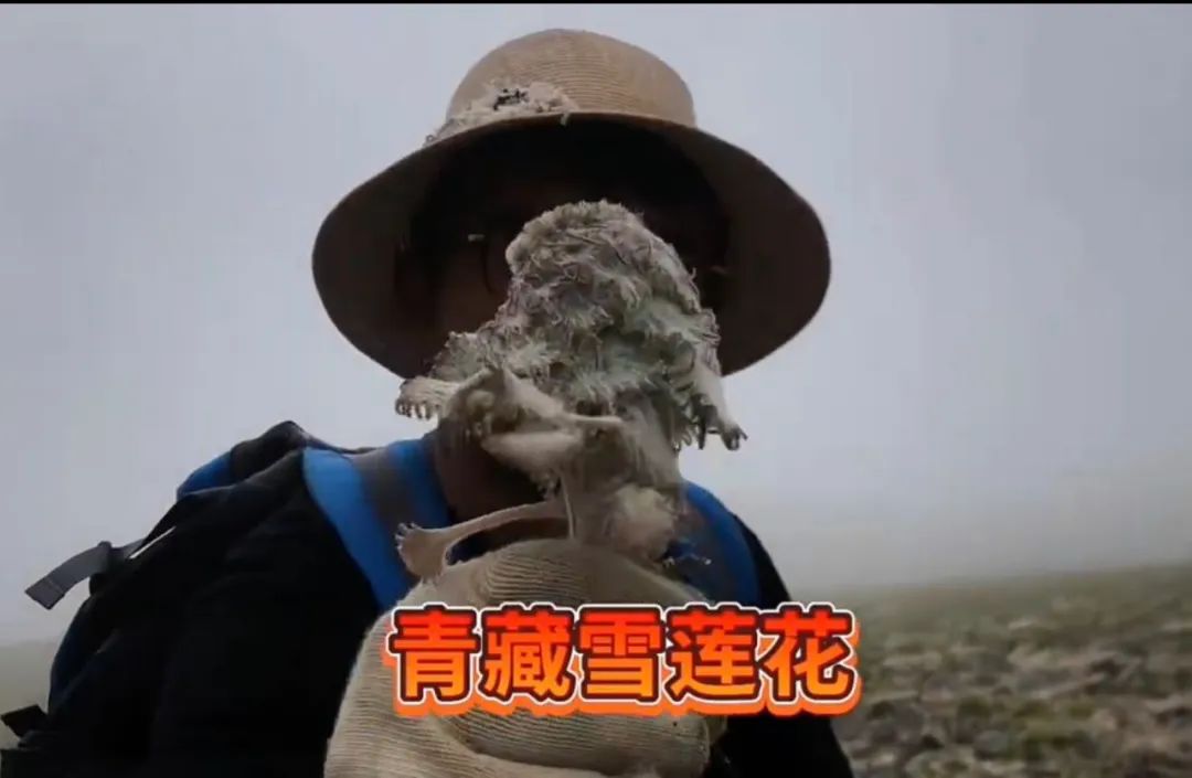 网络主播疑采摘濒危“水母雪兔子”，警方介入调查