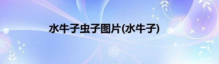 水牛子虫子图片(水牛子)