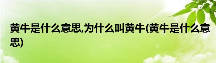 黄牛是什么意思,为什么叫黄牛(黄牛是什么意思)