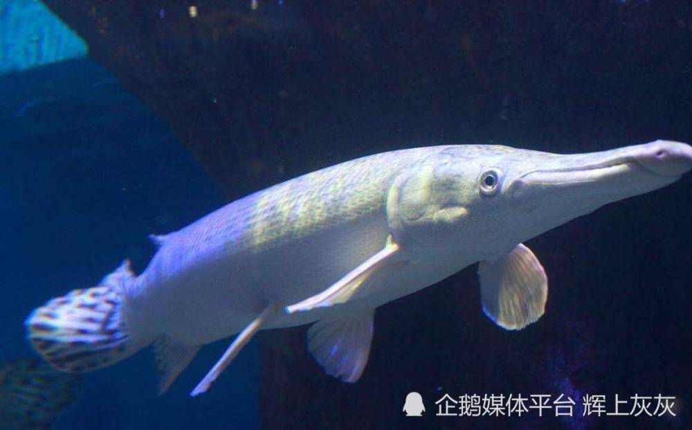 抓捕“怪鱼”还在继续 专家：会攻击人和严重破坏生态