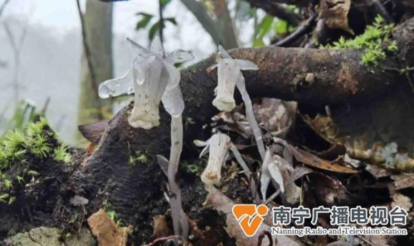 如水晶般透明的野外“精灵”？神奇植物惊现大明山