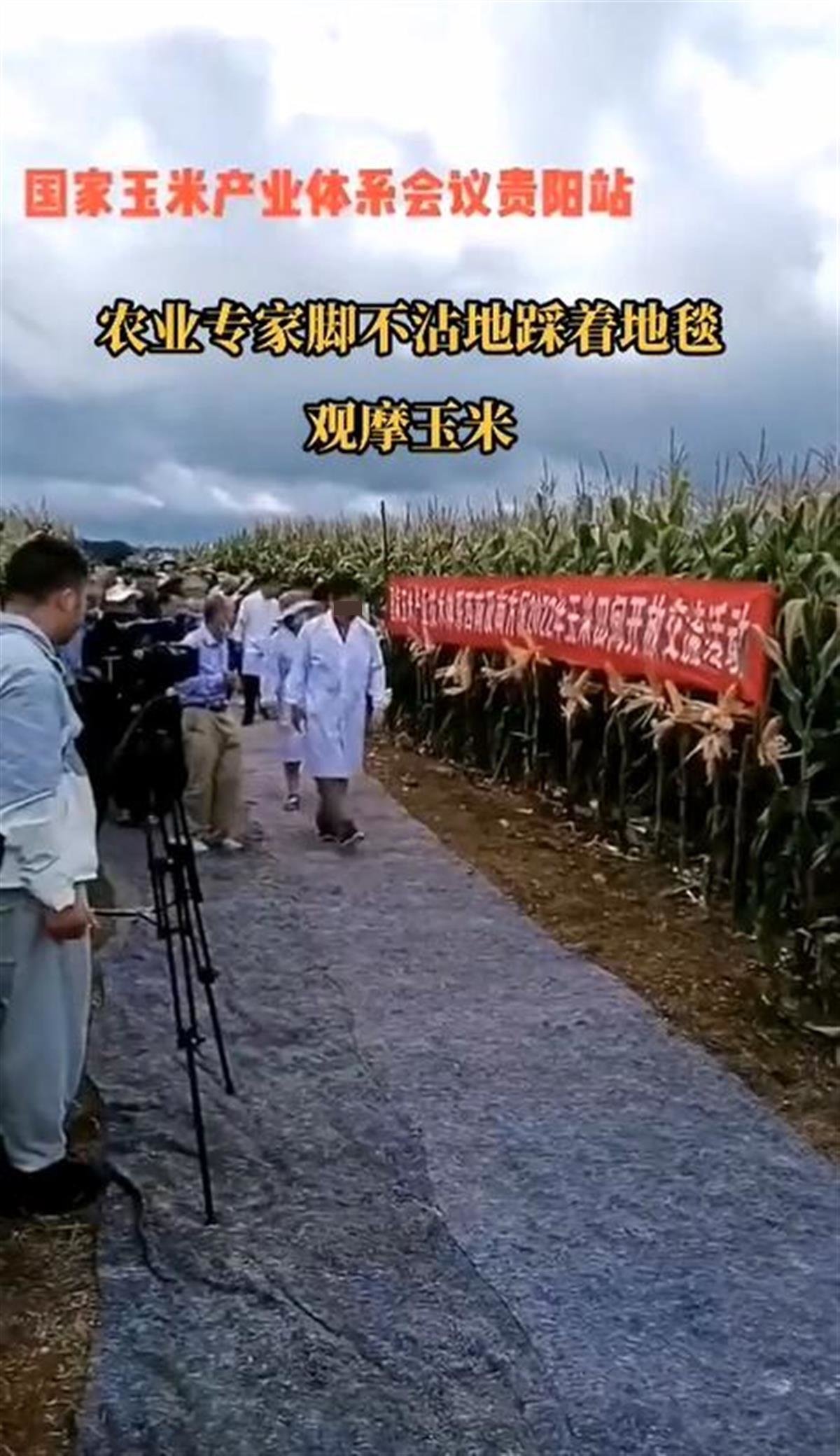 下玉米地踩的土工布40米售价60元 专家回应质疑：并未砍玉米腾地方
