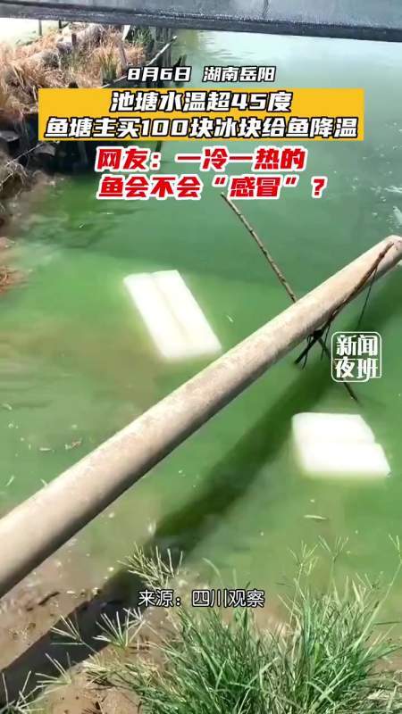 鱼塘主买了100块冰给鱼降温，请鱼吃冰棍！
