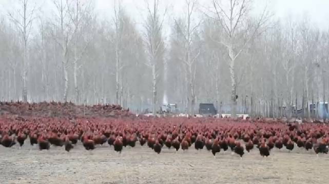 新疆出动战斗鸡！5000只鸡负责吃蝗虫，它们有多厉害？