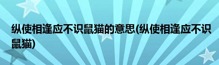 纵使相逢应不识鼠猫的意思(纵使相逢应不识鼠猫)