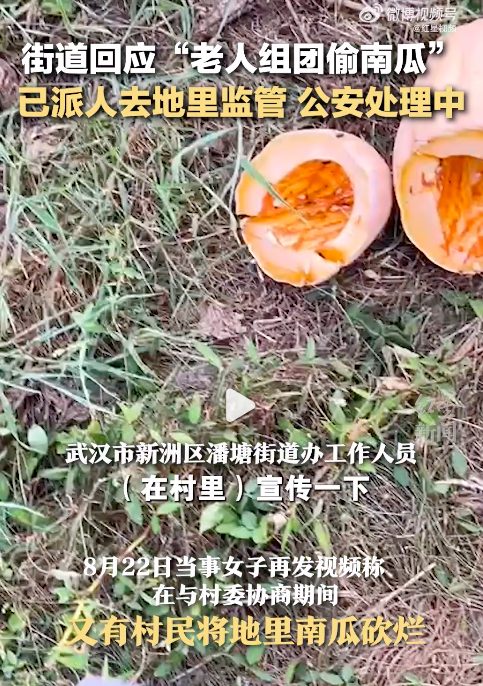 调查中！官方回应女子曝老人组团偷南瓜损失百万
