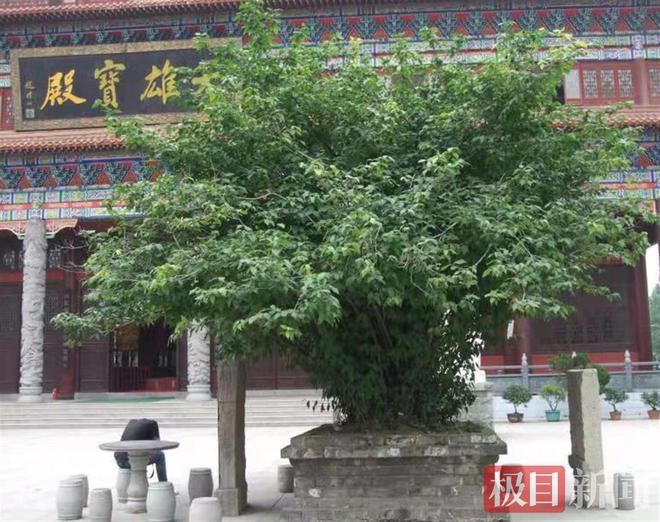 聚焦湖北这些气质独特的古树：章华寺楚梅飘香2500年，最老山茶花开蕲春
