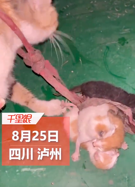 虐猫画面引人不适！流浪猫脖子上被人绑上四只幼崽