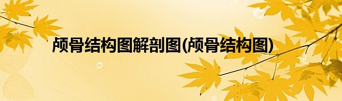 颅骨结构图解剖图(颅骨结构图)