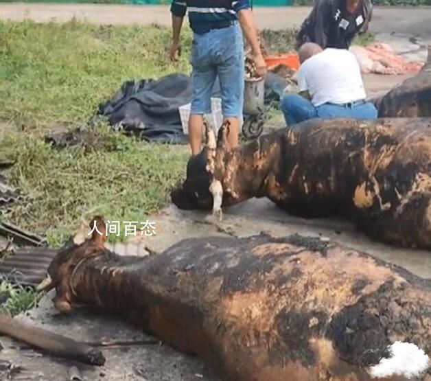 疑因蚊香引发火灾12头牛被烧死 牛棚损毁严重 蚊香火灾案例