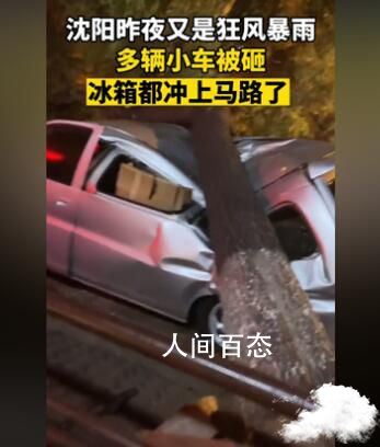 大风突袭沈阳 倒了近300棵树 沈阳刮大风