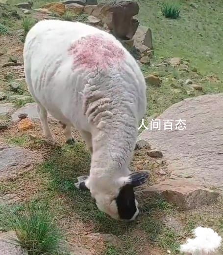女大学生暑假放羊把自己和羊放丢 引发了网友的热议 放羊小女孩