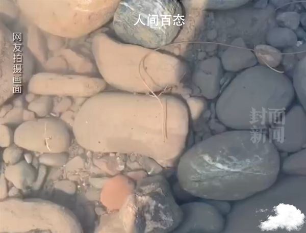 专家回应四川疑现龙线虫 昆虫体内寄生的普通线虫 什么是龙线虫