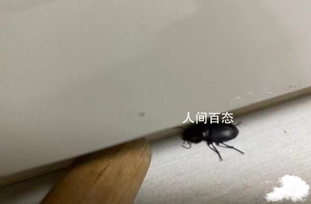 家中出现中华婪步甲该如何应对 中华婪步甲