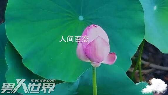 千年莲子为什么能保持生命力 宋代古莲复活开花太神奇了
