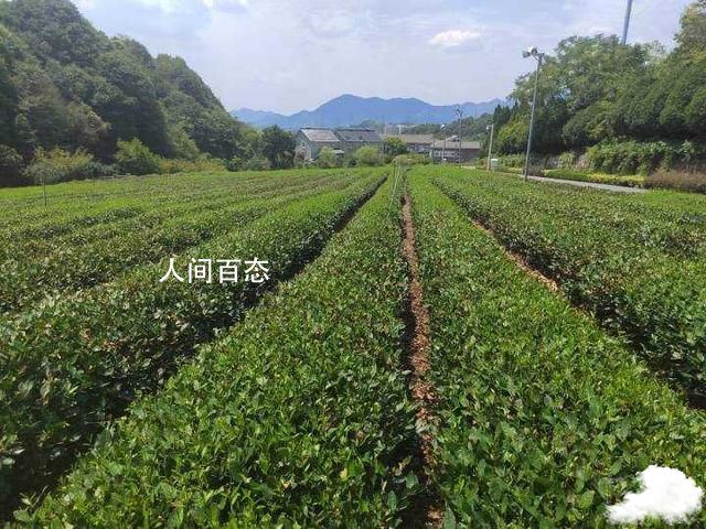 西湖龙井9成被晒干?官方:系夸大 西湖龙井在干燥时叫什么