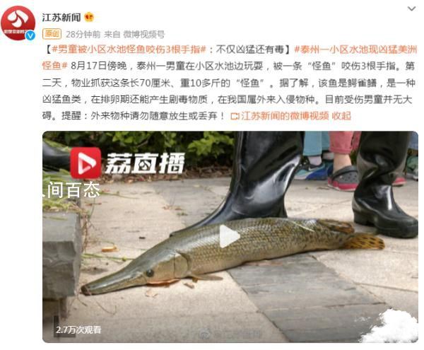 男童被小区怪鱼咬伤3根手指 目前受伤男童并无大碍 小孩被鱼咬