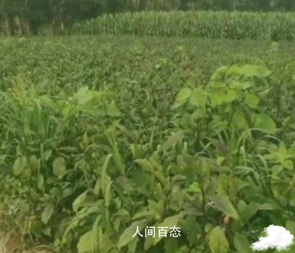 农户茄子被偷损失达8万元 村民以为没人要了 偷茄子的贼为什么村长认为妇女是偷茄子的贼