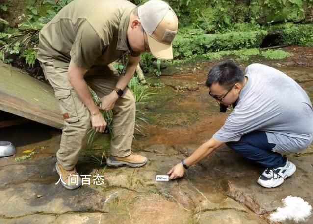 四川乐山一餐厅发现恐龙足迹 为白垩纪早期食植类恐龙留下 四川发现的食肉恐龙