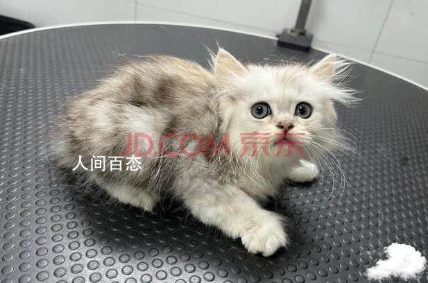 男子欠钱不还拍卖12只猫咪 网站显示已有人报名