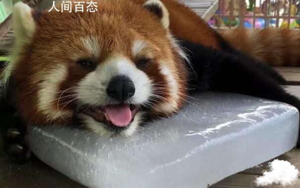 小熊猫趴在冰块上降温吐舌头 表情十分可爱