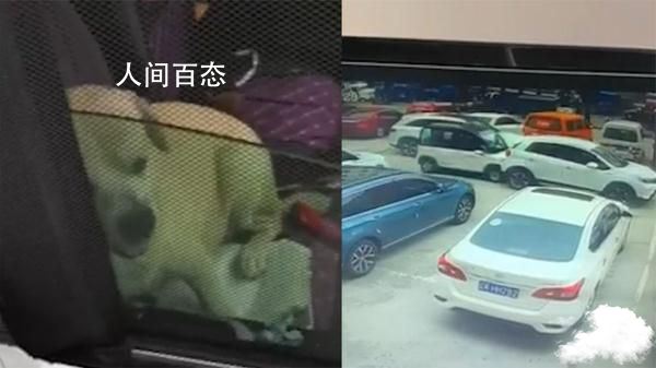 狗狗被关车内踩油门将车开走追尾 下车没拉手刹 开车撞到狗走了,交警会主动