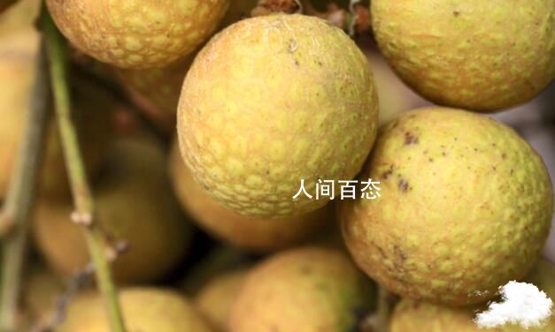 世界龙眼荔枝杂交品种诞生 世界龙眼荔枝杂交品种诞生于哪里