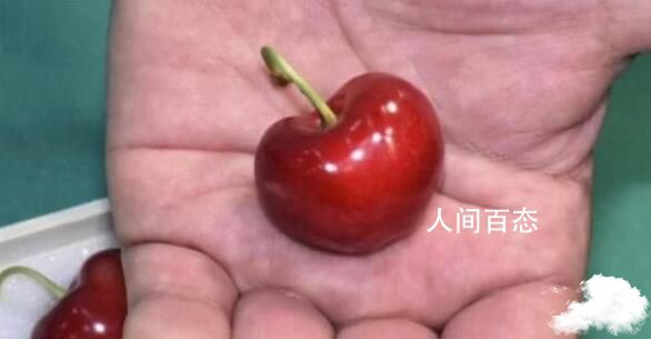 日本樱桃一颗拍出1980元 是樱桃中的 日本樱桃一颗3万日元