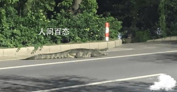 佛山路边惊现3米长鳄鱼爬行 民警快速处置 佛山三水森林公园鳄鱼