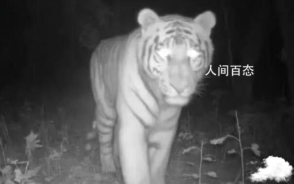 黑龙江饶河境内发现东北虎 经饶河县林草局工作人员现场勘察确认是东北虎无疑