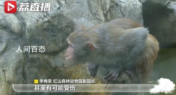 南京网红猕猴归山后挨了一顿揍