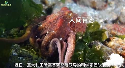 科学家发现章鱼高智商之谜 可能源于与人类大脑相同的分子 章鱼是智商更高的生物
