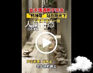 网友捕捉到鸭子开会现场 场景确实相似 捉鸭子的场面
