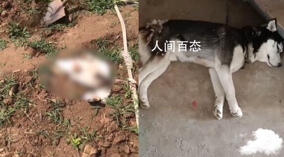 哈士奇咬死6只鸡1只鸭被扣下 躺在地上满脸生无可恋 哈士奇咬死鸭子