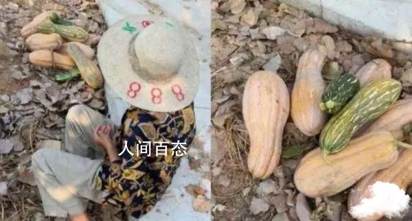 老人组团偷瓜 媒体:高龄非免责
