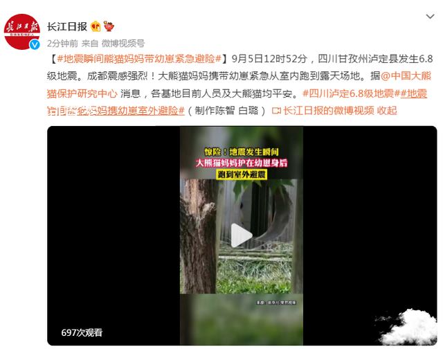 地震瞬间熊猫妈妈携幼崽室外避险 地震 熊猫