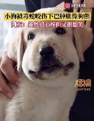 狗狗被蛇咬伤脸肿胀像狗熊 虽然它很惨但还是忍不住想笑 被蛇咬的狗狗脸肿了