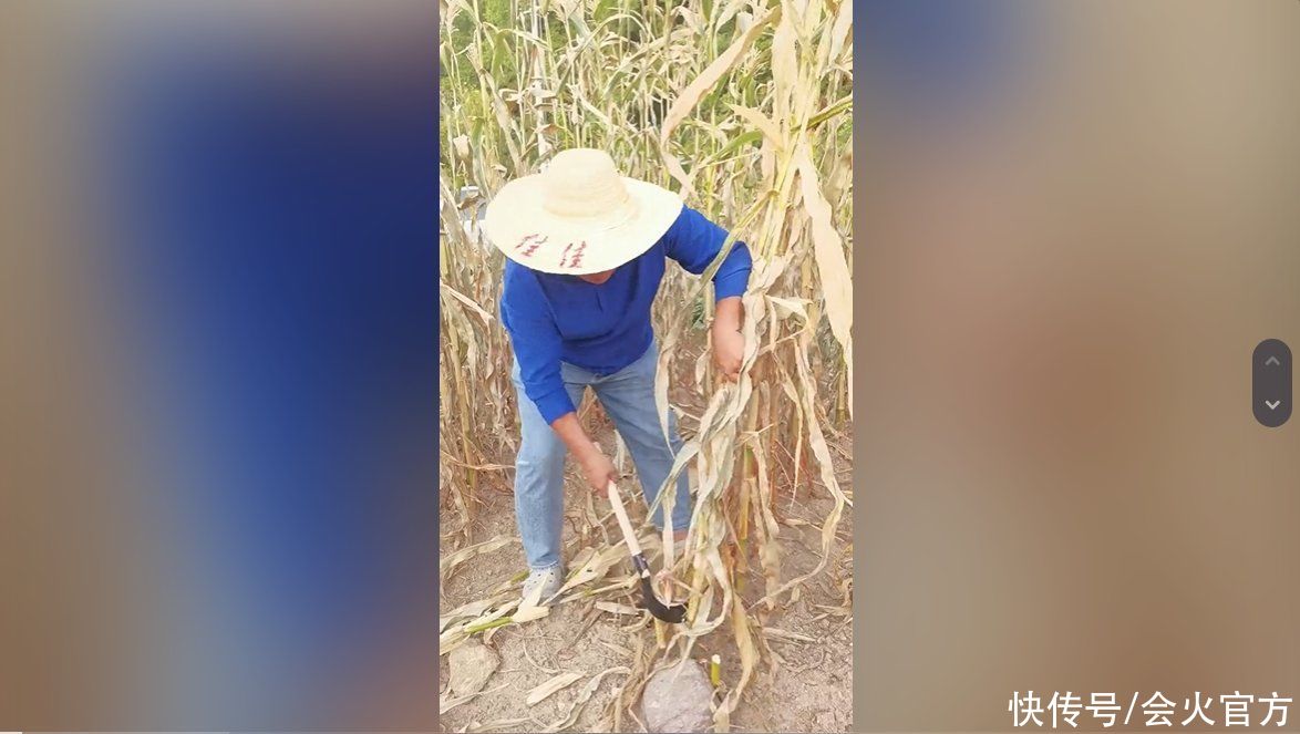 演员黑子干农活太娴熟！皮肤黢黑鞋子全是泥，手持镰刀狂砍玉米秆